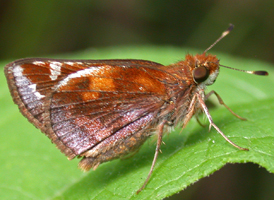 Zabulon Skipper
